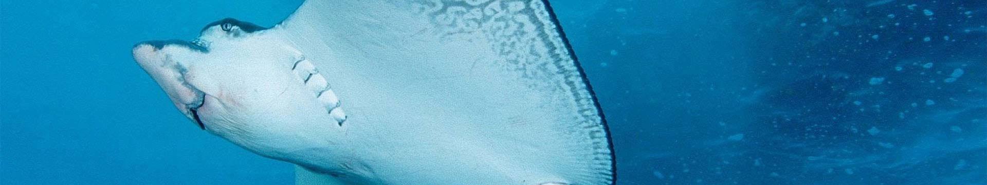 Mazuri Sea Turtle and Aquatic Diets